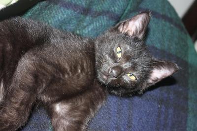 Onyx - Domestic Short Hair + Abyssinian Cat