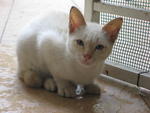 Si Puteh - Domestic Short Hair Cat