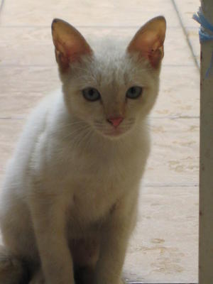 Si Puteh - Domestic Short Hair Cat