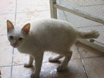 Si Puteh - Domestic Short Hair Cat