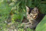 Kitty - Domestic Short Hair Cat