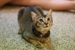 Kitty - Domestic Short Hair Cat