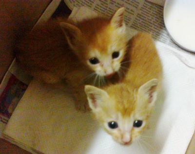 Twin Brothers - Domestic Short Hair Cat