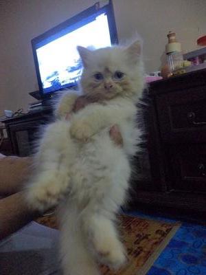 Daffy - Persian Cat