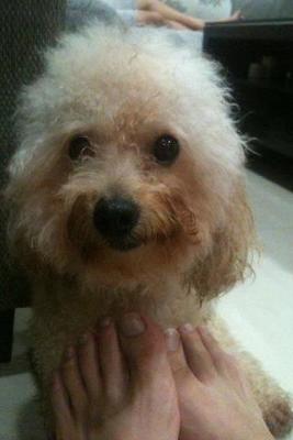 Pipi - Poodle Dog