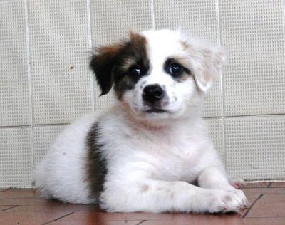 2-month- Old Orphaned Pup   - Mixed Breed Dog