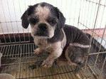 Leo - Shih Tzu Dog