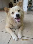 Boy - Spitz Mix Dog