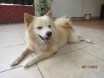 Boy - Spitz Mix Dog