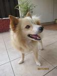 Boy - Spitz Mix Dog