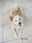 Boy - Spitz Mix Dog