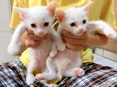 Sugar And Sago - Domestic Short Hair Cat