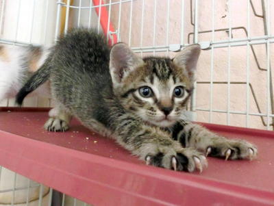 Sesame - Domestic Short Hair Cat