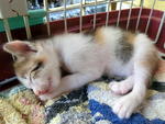 Sweetly sleeping. Picture on 27 Oct 2012.