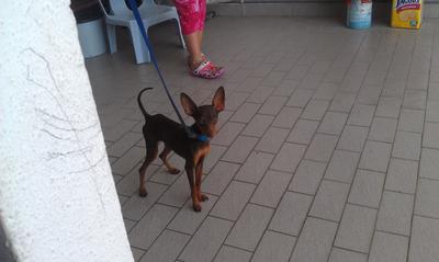 Boy Boy - Miniature Pinscher Dog