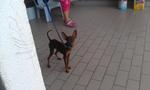 Boy Boy - Miniature Pinscher Dog