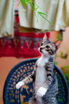 Rudra - Domestic Short Hair Cat