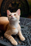 Surya - Domestic Short Hair Cat