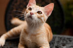 Surya - Domestic Short Hair Cat