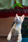 Surya - Domestic Short Hair Cat