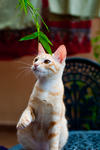 Surya - Domestic Short Hair Cat