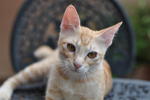 Surya - Domestic Short Hair Cat