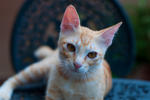 Surya - Domestic Short Hair Cat