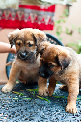 Divya &amp; Akshay - Mixed Breed Dog