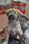 Divya &amp; Akshay - Mixed Breed Dog
