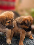 Divya &amp; Akshay - Mixed Breed Dog