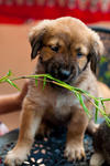 Divya &amp; Akshay - Mixed Breed Dog