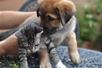 Divya &amp; Akshay - Mixed Breed Dog