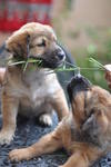 Divya &amp; Akshay - Mixed Breed Dog
