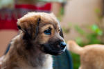 Divya &amp; Akshay - Mixed Breed Dog