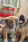 Divya &amp; Akshay - Mixed Breed Dog