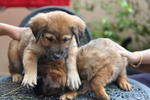 Divya &amp; Akshay - Mixed Breed Dog