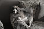 Esha - Beagle Dog