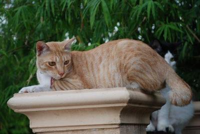 Kiki - Domestic Short Hair Cat