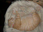 Kiki - Domestic Short Hair Cat