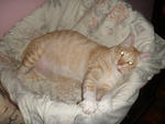 Kiki - Domestic Short Hair Cat