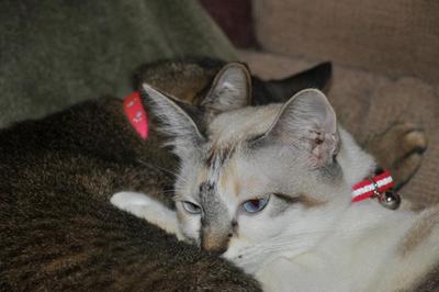 A Snow - Domestic Short Hair Cat