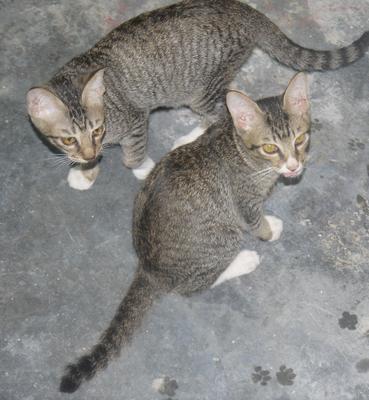 Belang N Belang - Domestic Short Hair Cat