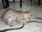 Male Spotted Bengal Kitten - Bengal Cat