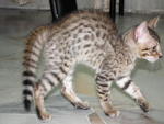 Male Spotted Bengal Kitten - Bengal Cat