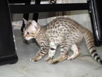 Male Spotted Bengal Kitten - Bengal Cat