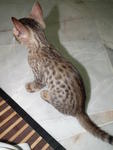 Male Spotted Bengal Kitten - Bengal Cat