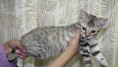 Mixed Bengal Kitten - Bengal + Domestic Short Hair Cat