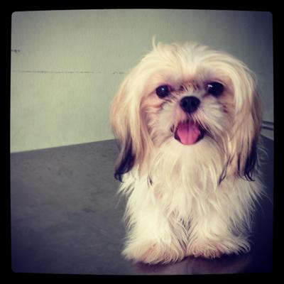 Tri Color Shih Tzu - Shih Tzu Dog