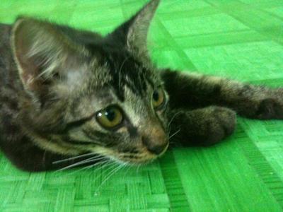 Muezza - Domestic Medium Hair Cat