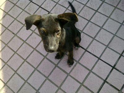 Blackie - Mixed Breed Dog